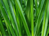 Bild von Lampenputzergras, Federborstengras 'Black Beauty' im Onlineshop von Bohlken Pflanzenversand GbR