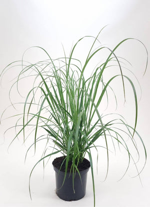 Bild von Lampenputzergras, Federborstengras 'Black Beauty' im Onlineshop von Bohlken Pflanzenversand GbR
