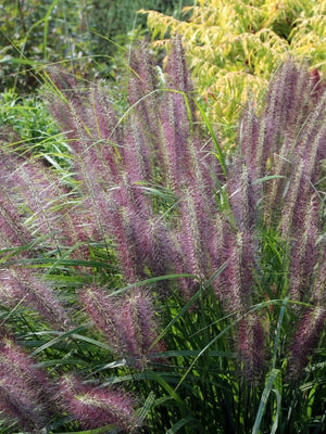 Bild von Lampenputzergras, Federborstengras 'Herbstfreude' im Onlineshop von Bohlken Pflanzenversand GbR