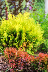 Bild von Lebensbaum 'Globe Kugel' im Onlineshop von Bohlken Pflanzenversand GbR