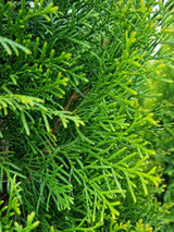 Bild von Lebensbaum 'Smaragd' im Onlineshop von Bohlken Pflanzenversand GbR