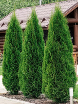 Bild von Lebensbaum 'Smaragd' im Onlineshop von Bohlken Pflanzenversand GbR