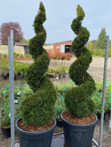 Bild von Lebensbaum 'Smaragd' Spirale im Onlineshop von Bohlken Pflanzenversand GbR