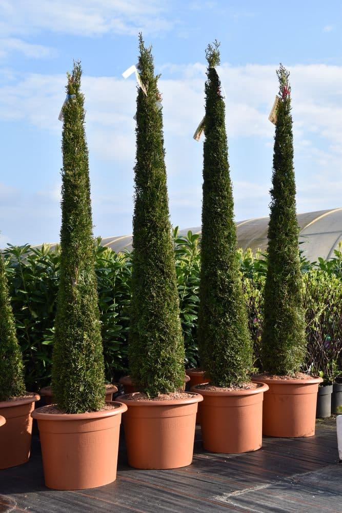thuja online bestellen Jetzt Lebensbaum Torwächter 'Smaragd' online kaufen bei Bohlken  Pflanzenversand – Bohlken Pflanzenversand GbR