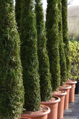 Bild von Lebensbaum Torwächter 'Smaragd' im Onlineshop von Bohlken Pflanzenversand GbR