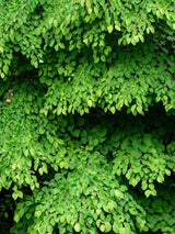 Bild von Lebkuchenbaum, Katsurabaum, Kuchenbaum im Onlineshop von Bohlken Pflanzenversand GbR