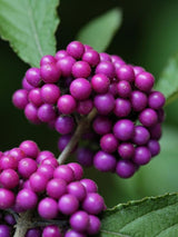 Bild von Liebesperlenstrauch, Schönfrucht 'Autumn Glory' im Onlineshop von Bohlken Pflanzenversand GbR