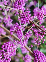 Bild von Liebesperlenstrauch, Schönfrucht 'Autumn Glory' im Onlineshop von Bohlken Pflanzenversand GbR