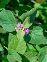 Bild von Liebesperlenstrauch, Schönfrucht 'Autumn Glory' im Onlineshop von Bohlken Pflanzenversand GbR