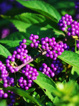 Bild von Liebesperlenstrauch, Schönfrucht 'Autumn Glory' im Onlineshop von Bohlken Pflanzenversand GbR