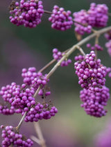 Bild von Liebesperlenstrauch, Schönfrucht 'Autumn Glory' im Onlineshop von Bohlken Pflanzenversand GbR