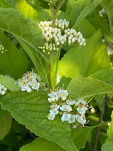 Bild von Liebesperlenstrauch, Schönfrucht 'Snow Queen' im Onlineshop von Bohlken Pflanzenversand GbR