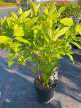 Bild von Liebesperlenstrauch, Schönfrucht 'Snow Queen' im Onlineshop von Bohlken Pflanzenversand GbR