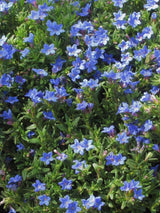 Artikelbild Schein-Steinsame 'Heavenly Blue' im Online-Shop der Bohlken Baumschulen