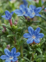 Artikelbild Schein-Steinsame 'Heavenly Blue' im Online-Shop der Bohlken Baumschulen