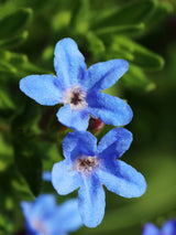 Artikelbild Schein-Steinsame 'Heavenly Blue' im Online-Shop der Bohlken Baumschulen