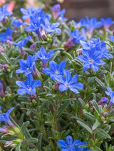 Artikelbild Schein-Steinsame 'Heavenly Blue' im Online-Shop der Bohlken Baumschulen