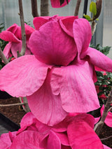 Artikelbild Magnolie 'Felix Jury' ® im Online-Shop der Bohlken Baumschulen