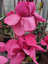 Artikelbild Magnolie 'Felix Jury' ® im Online-Shop der Bohlken Baumschulen