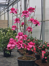 Artikelbild Magnolie 'Felix Jury' ® im Online-Shop der Bohlken Baumschulen