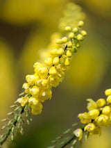 Artikelbild Chinesische Mahonie 'Soft Caress'® im Online-Shop der Bohlken Baumschulen