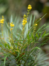 Artikelbild Chinesische Mahonie 'Soft Caress'® im Online-Shop der Bohlken Baumschulen