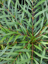 Artikelbild Chinesische Mahonie 'Soft Caress'® im Online-Shop der Bohlken Baumschulen