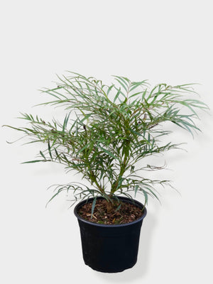 Artikelbild Chinesische Mahonie 'Soft Caress'® für die Variante 30/40cm im 4Liter-Topf im Online-Shop der Bohlken Baumschulen