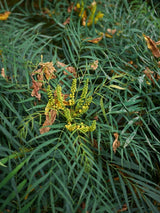 Artikelbild Chinesische Mahonie 'Soft Caress'® im Online-Shop der Bohlken Baumschulen