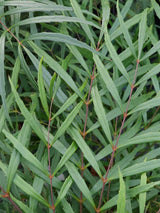 Chinesische Mahonie 'Soft Caress' ®