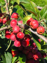 reife Früchte an einem Ast des Zierapfels Malus 'Red Sentinel'