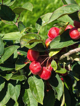 Blätter und Früchte von Malus 'Red Sentinel'