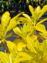 Bild von Mexikanische Orangenblume 'Sundance' im Onlineshop von Bohlken Pflanzenversand GbR