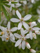 Bild von Mexikanische Orangenblume 'White Dazzler' im Onlineshop von Bohlken Pflanzenversand GbR