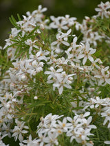 Bild von Mexikanische Orangenblume 'White Dazzler' im Onlineshop von Bohlken Pflanzenversand GbR