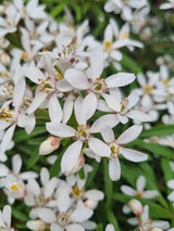 Bild von Mexikanische Orangenblume 'White Dazzler' im Onlineshop von Bohlken Pflanzenversand GbR