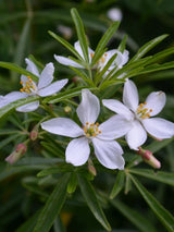 Bild von Mexikanische Orangenblume 'White Dazzler' im Onlineshop von Bohlken Pflanzenversand GbR