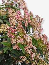 Bild von Mittelmeer-Schneeball 'Eve Price' im Onlineshop von Bohlken Pflanzenversand GbR