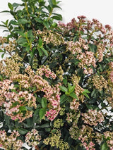 Bild von Mittelmeer-Schneeball 'Eve Price' im Onlineshop von Bohlken Pflanzenversand GbR