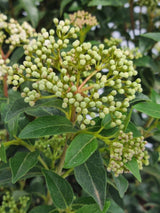 Bild von Mittelmeer-Schneeball im Onlineshop von Bohlken Pflanzenversand GbR