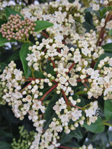 Bild von Mittelmeer-Schneeball im Onlineshop von Bohlken Pflanzenversand GbR