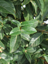 Bild von Mittelmeer-Schneeball im Onlineshop von Bohlken Pflanzenversand GbR