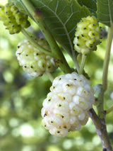 Artikelbild Weiße Maulbeere / Morus alba im Online-Shop der Bohlken Baumschulen