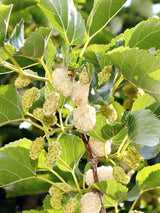 Artikelbild Weiße Maulbeere / Morus alba im Online-Shop der Bohlken Baumschulen