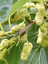 Artikelbild Weiße Maulbeere / Morus alba im Online-Shop der Bohlken Baumschulen