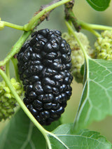 Artikelbild für Schwarze Maulbeere / Morus nigra im Online-Shop der Bohlken Baumschulen