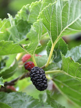 Artikelbild für Schwarze Maulbeere / Morus nigra im Online-Shop der Bohlken Baumschulen