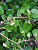 Artikelbild für Schwarze Maulbeere / Morus nigra im Online-Shop der Bohlken Baumschulen