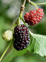 Artikelbild für Schwarze Maulbeere / Morus nigra im Online-Shop der Bohlken Baumschulen