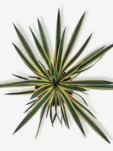 Bild von Palmlilie 'Gelb Bunt' im Onlineshop von Bohlken Pflanzenversand GbR